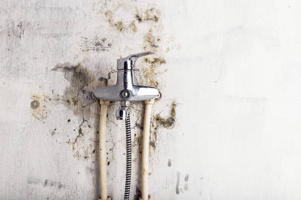 Best Localized Mold Remediation (e.g., coastal areas, humid climates) in Royalton, IL