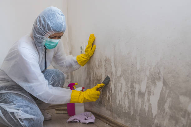 Best HVAC Mold Remediation in Royalton, IL