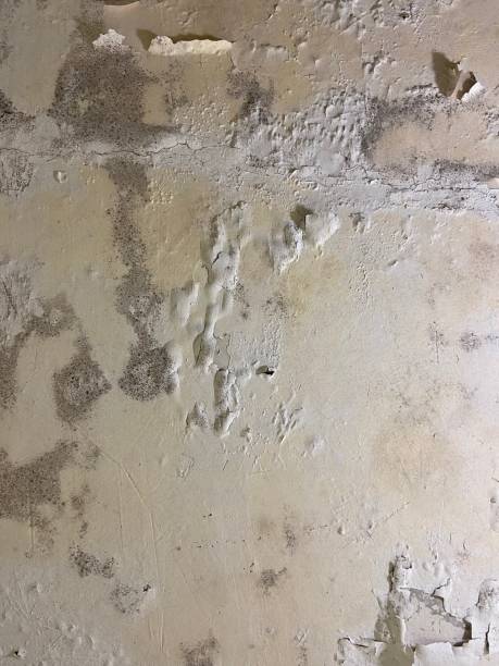 Best Crawl Space Mold Remediation in Royalton, IL
