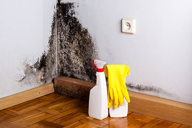 Best White Mold Remediation in Royalton, IL